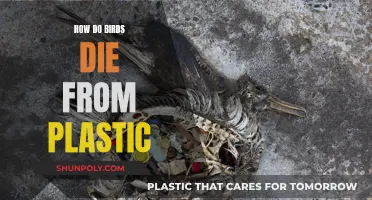 Plastic Pollution: A Slow, Painful Death for Birds