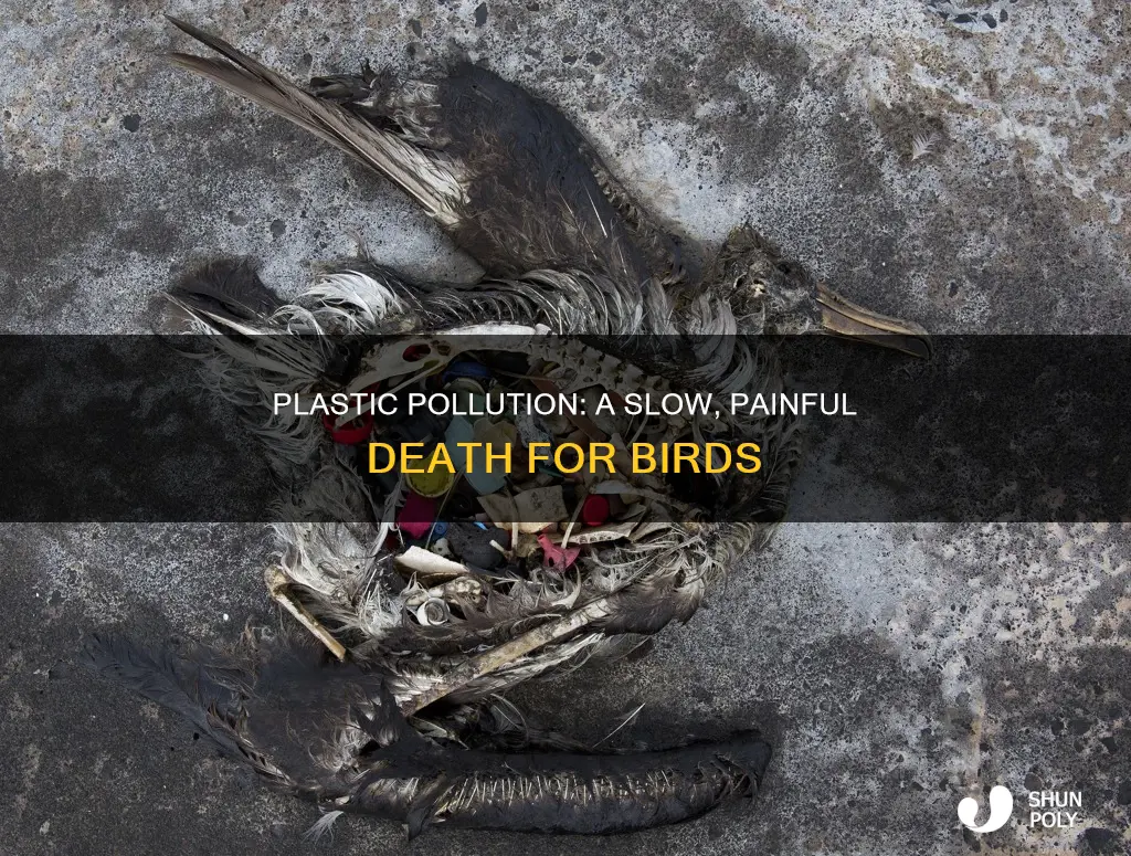 how do birds die from plastic