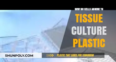 Exploring Cellular Adhesion: How Cells Bond with Tissue Culture Plastic