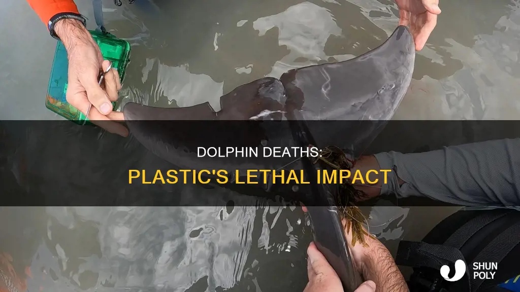 how do dolphins die from plastic