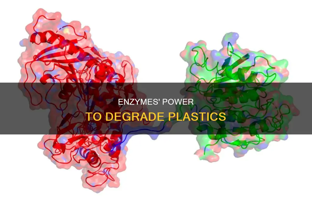 how do enzymes break down plastic
