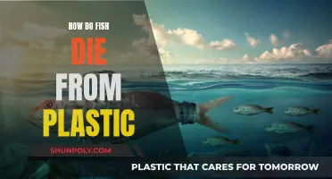 Plastic Pollution: A Slow, Painful Death for Fish