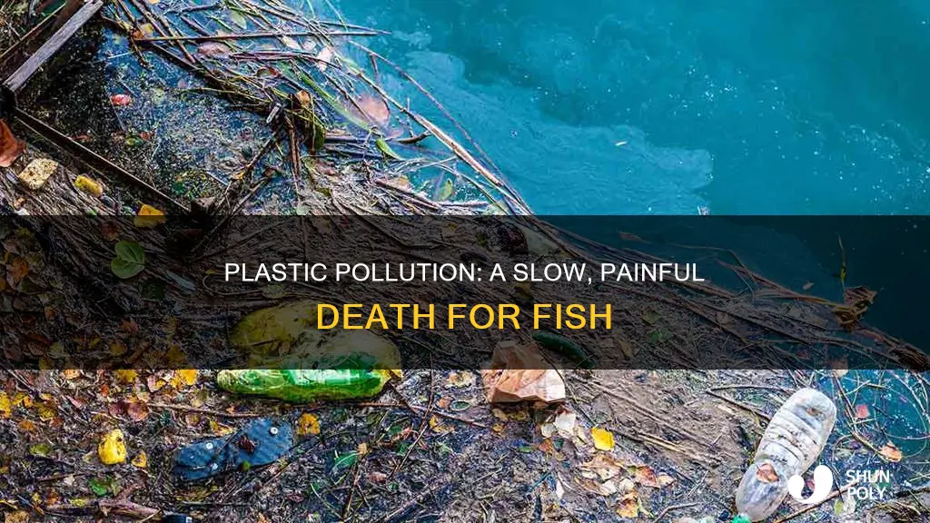 how do fish die from plastic