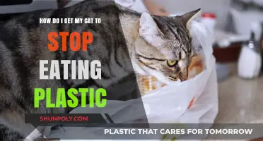 Preventing Plastic Munching: Tips to Stop Your Cat's Dangerous Habit