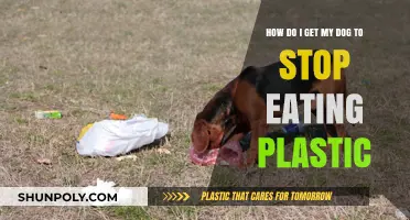 Prevent Your Dog from Eating Plastic: Effective Strategies for Pet Safety