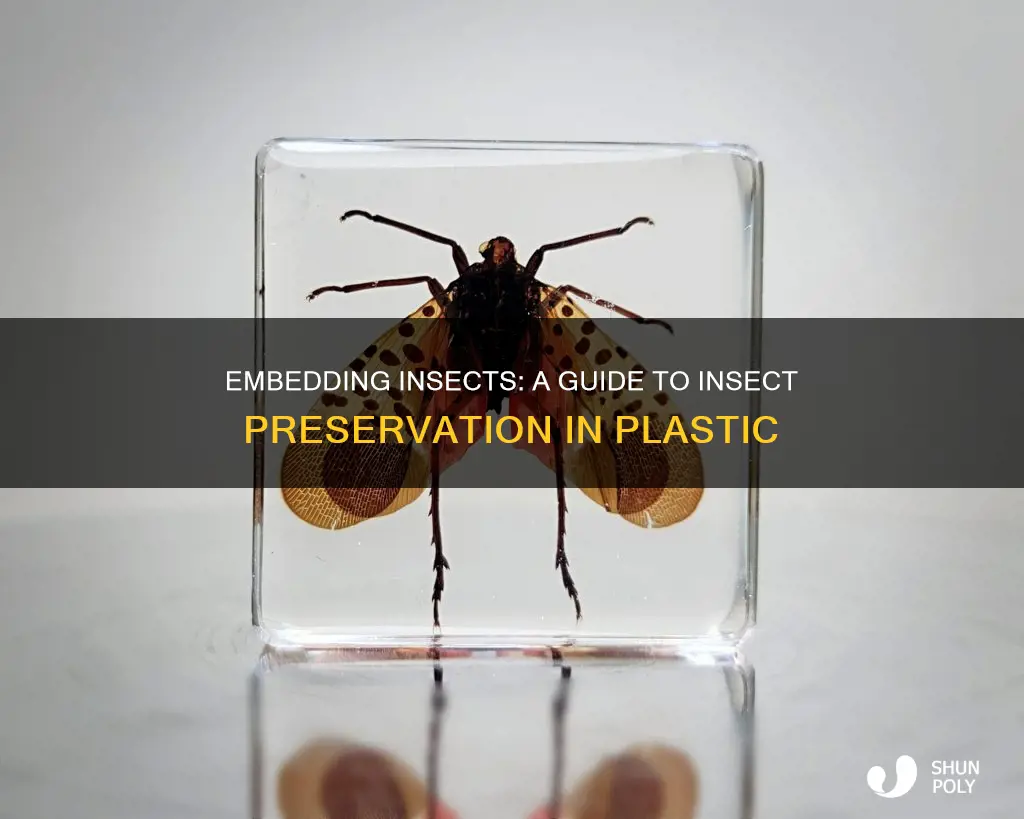 how do i imbed insects in plastic