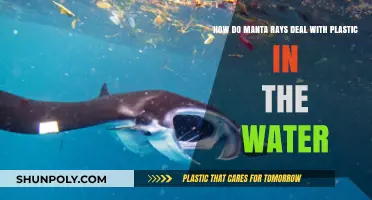Navigating the Plastic Plague: Manta Rays' Struggle in Polluted Waters