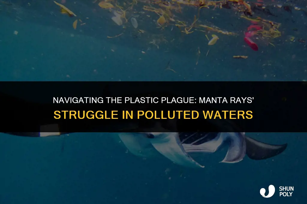 how do manta rays deal with plastic in the water