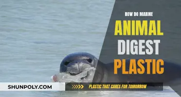Plastic Digestion in Marine Animals: Understanding the Process