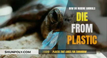 Plastic Pollution: A Marine Life Death Sentence