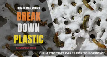 Mealworms: Plastic-Eating Heroes