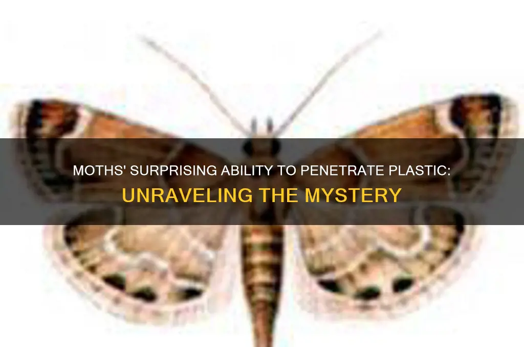 how do moths get through plastic