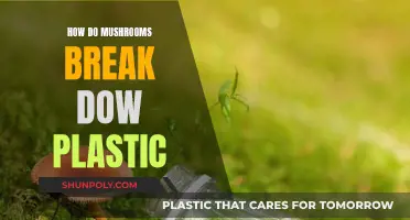 Mushrooms' Magic: Breaking Down Plastic