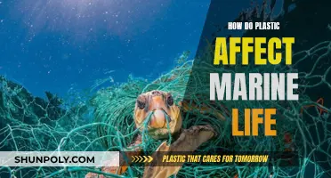 Plastic Pollution: Marine Life's Deadly Threat