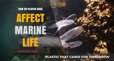 Plastic Bags in Oceans: Deadly Impact on Marine Life Revealed
