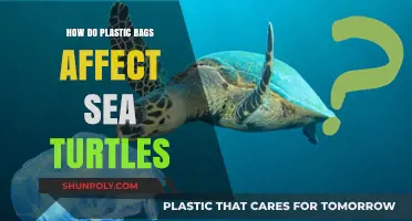 Plastic Bags and Sea Turtles: A Deadly Ocean Threat Explained