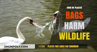 Plastic Bags' Deadly Impact: How They Threaten Wildlife Survival