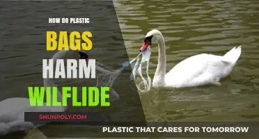 Plastic Bags' Deadly Impact: Threatening Wildlife and Ecosystems Worldwide
