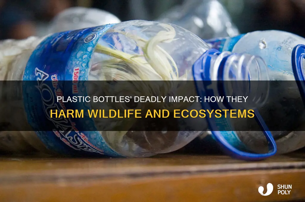 how do plastic bottles affect animals