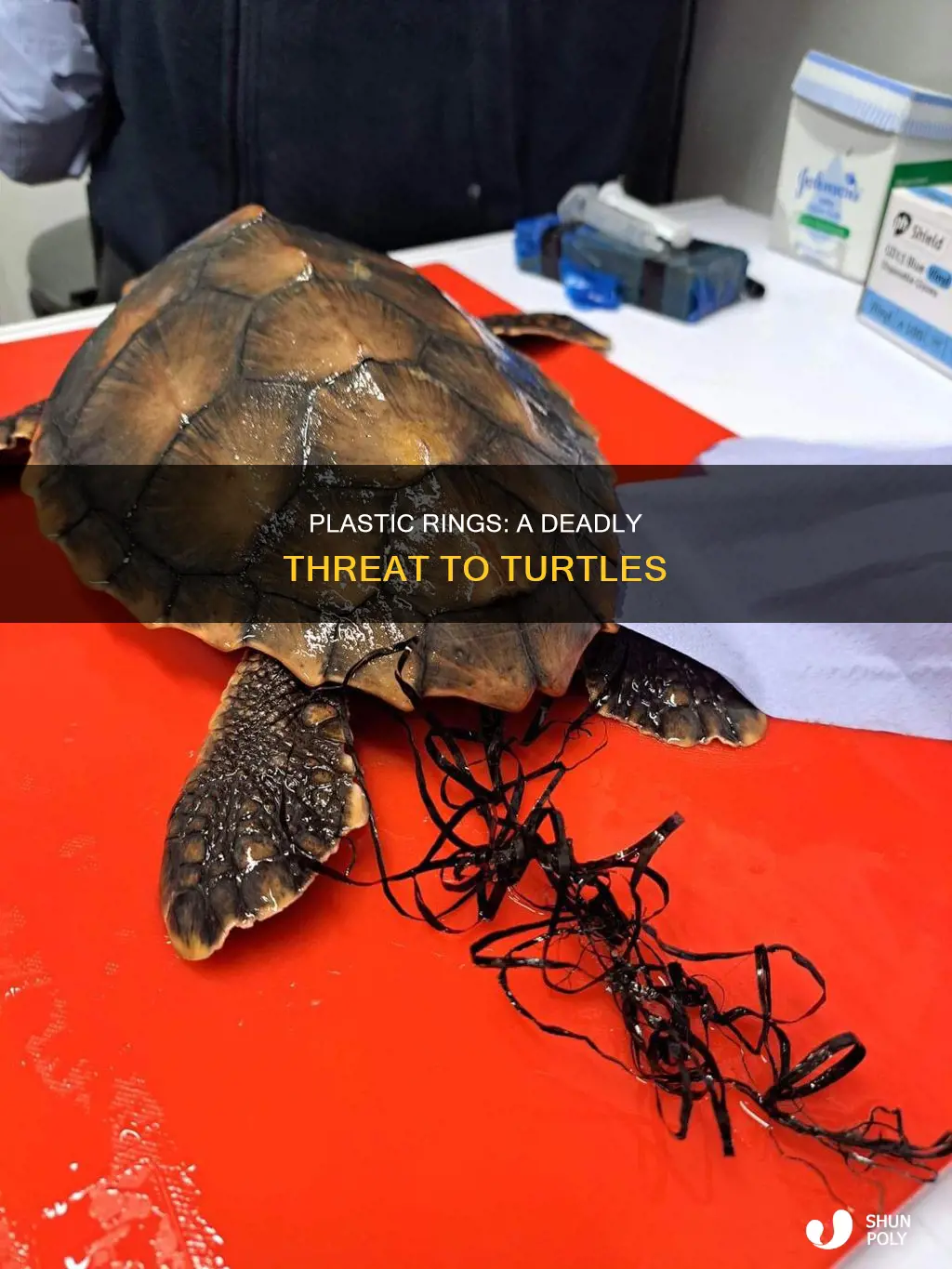 how do plastic rings harm turtles