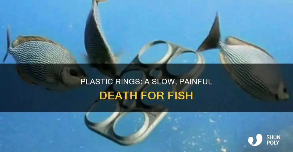 how do plastic rings kill fish