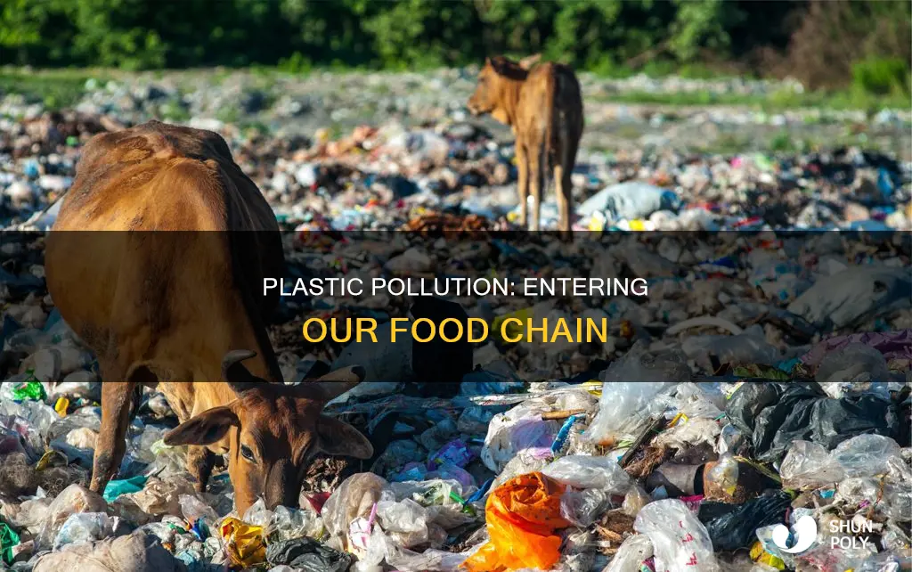 how do plastics enter the food chain