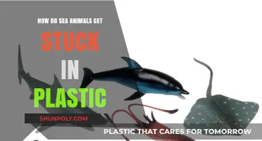 Plastic Peril: How Sea Creatures Become Entangled in Ocean Waste
