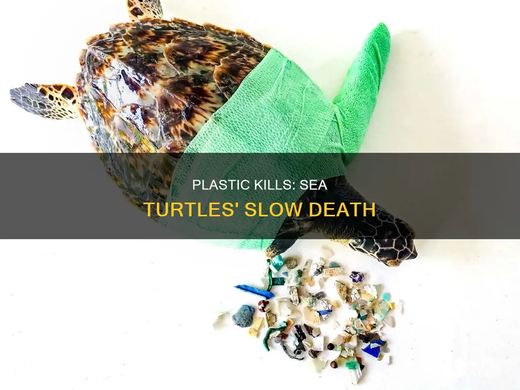 how do sea turtles die from plastic