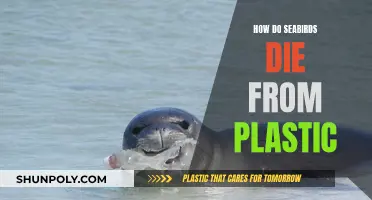 Seabirds' Plastic Peril: Understanding the Lethal Threat