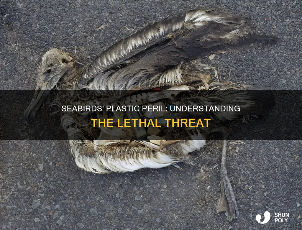 how do seabirds die from plastic
