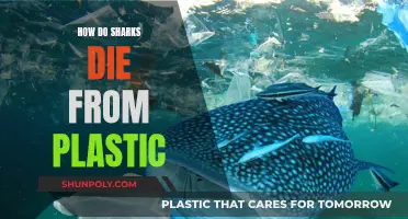 Sharks and Plastic: A Lethal Combination