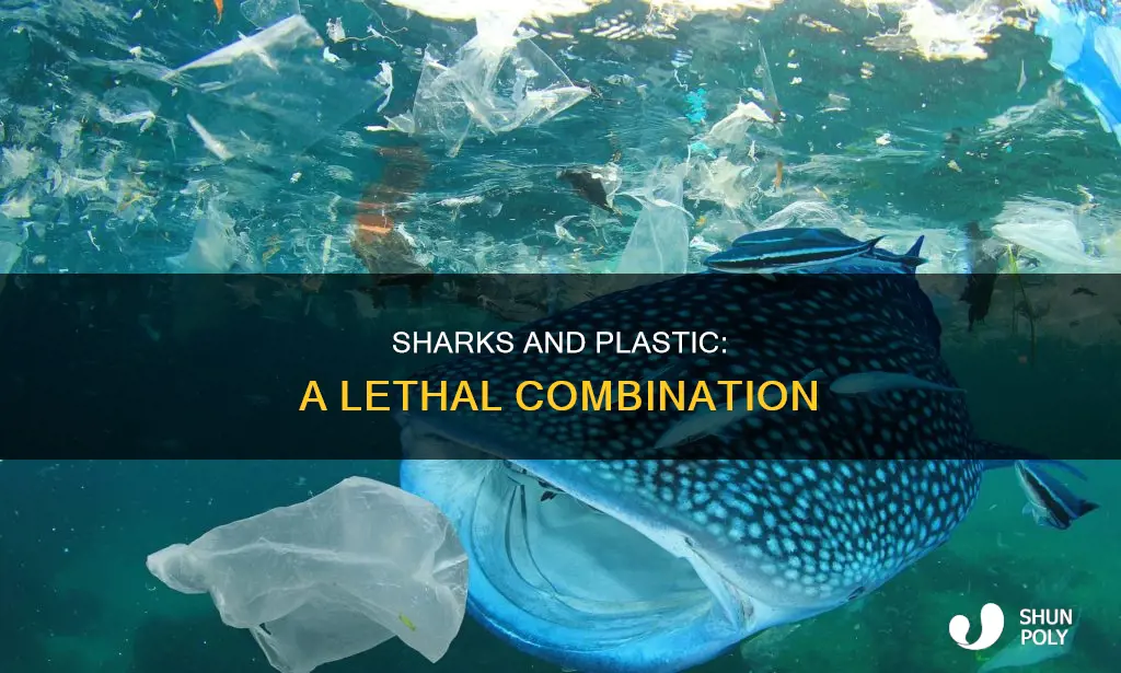 how do sharks die from plastic
