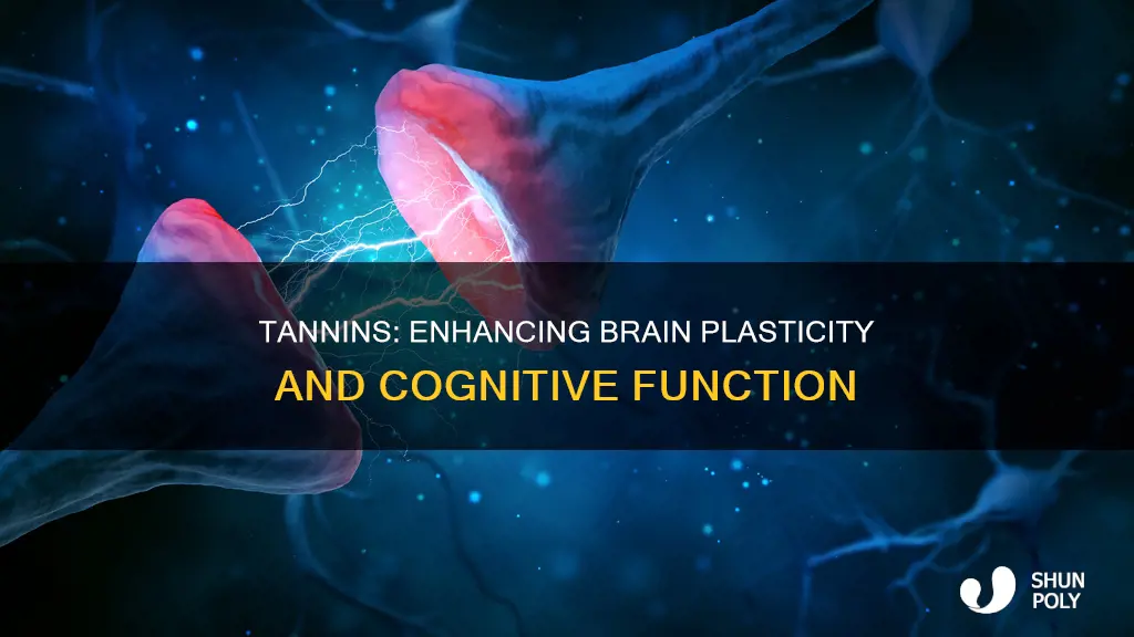 how do tannin increase synaptic plasticity pubmed