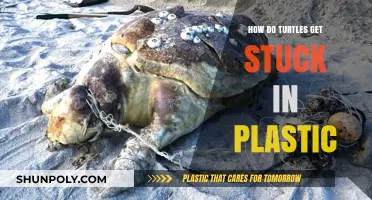 Plastic Peril: Understanding How Turtles Become Entangled in Marine Debris