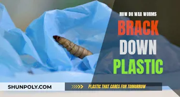 Wax Worms: Plastic-Eating Heroes Unveiled