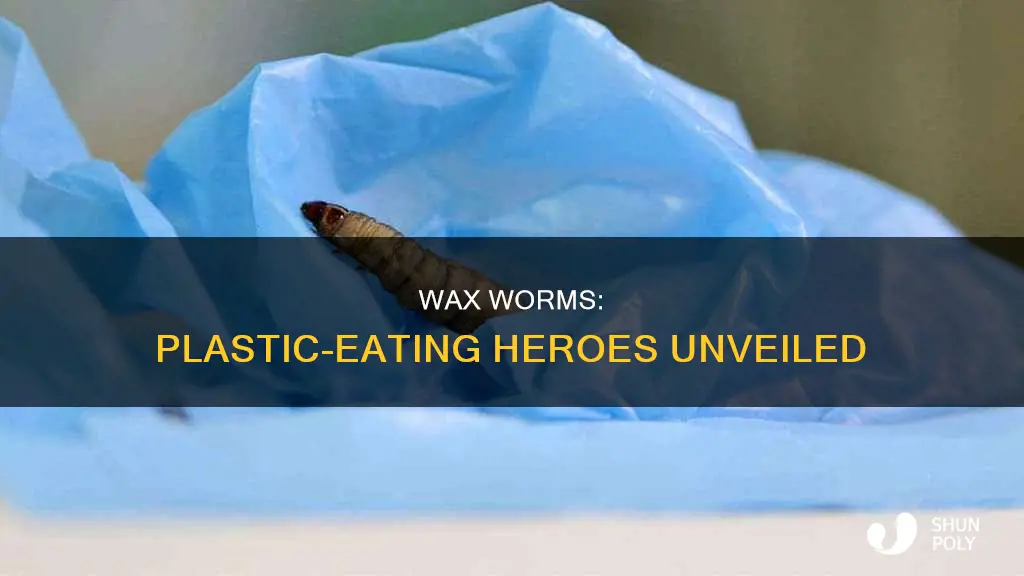 how do wax worms brack down plastic