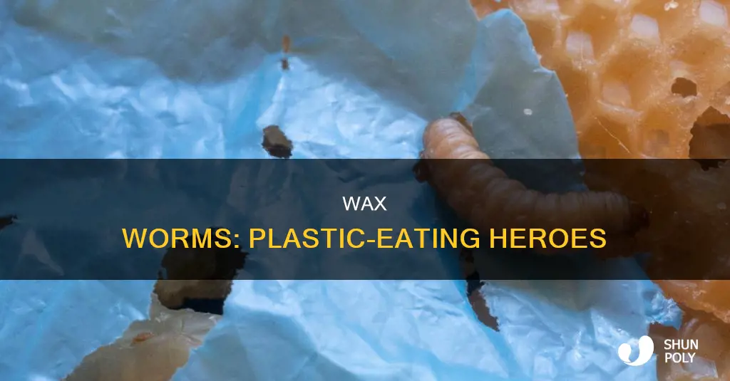 how do wax worms digest plastic