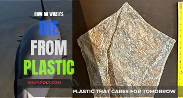 Whale Deaths: Plastic's Toxic Impact
