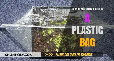 Growing Seeds in Plastic Bags: Simple Steps for Sprouting Success