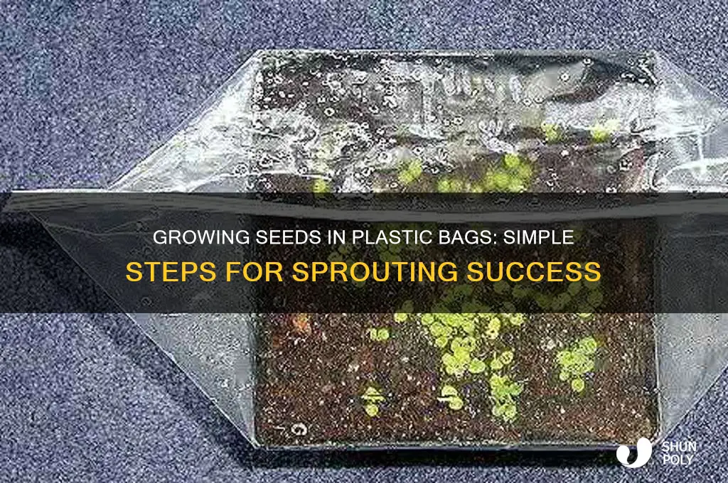 how do you grow a seed in a plastic bag