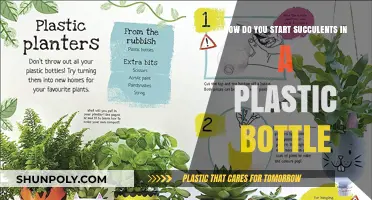 Easy DIY: Growing Succulents in Plastic Bottles for Beginners