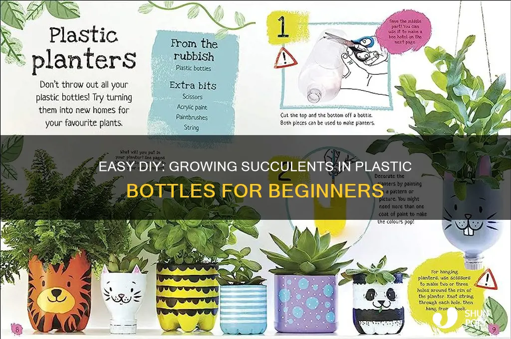 how do you start succulents in a plastic bottle
