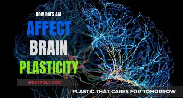 Brain Plasticity: The Aging Effect and Its Impact