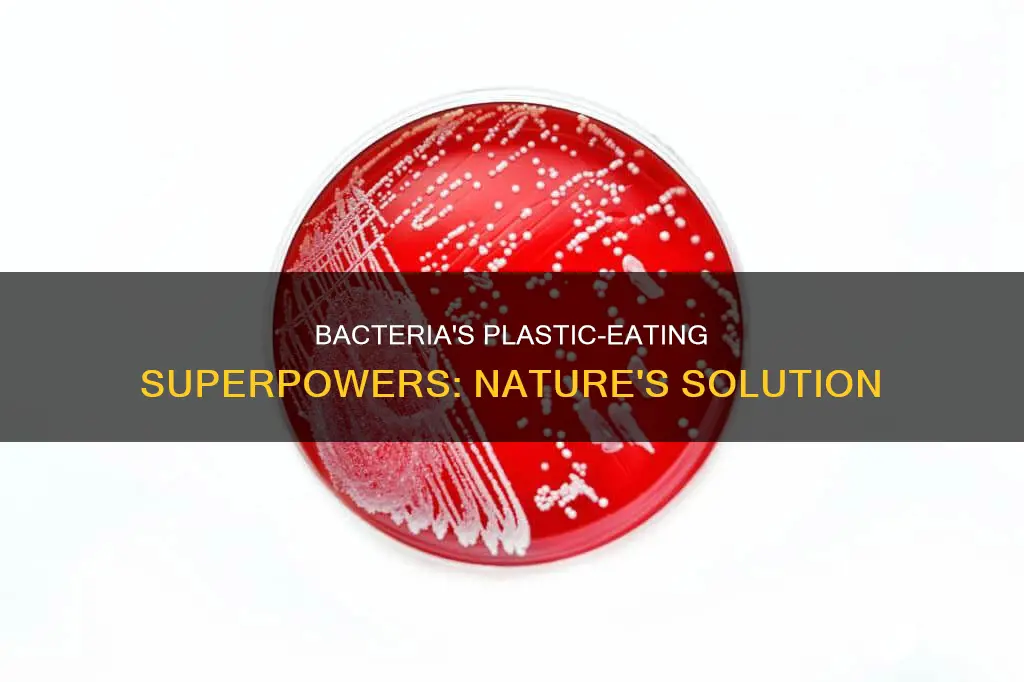 how does bacteria break down plastic