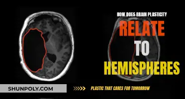 Brain Plasticity: Hemispheres and Their Unique Roles