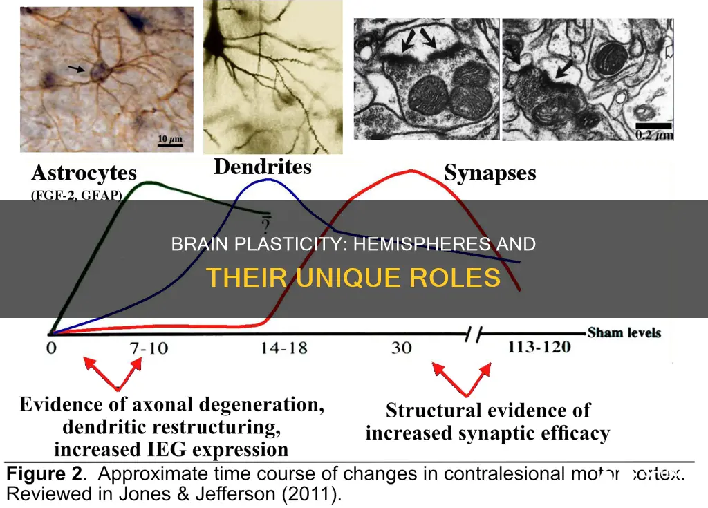 how does brain plasticity relate to hemispheres