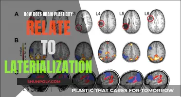 Brain Plasticity and Lateralization: Understanding the Complex Relationship