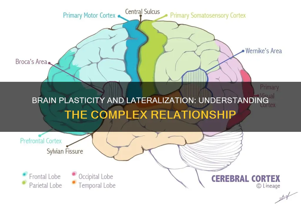 how does brain plasticity relate to laterialization