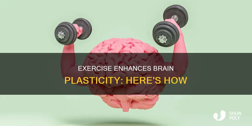 how does exercise help brain plasticity