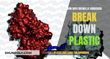 Ideonella sakaiensis: Plastic-Eating Bacteria Explained